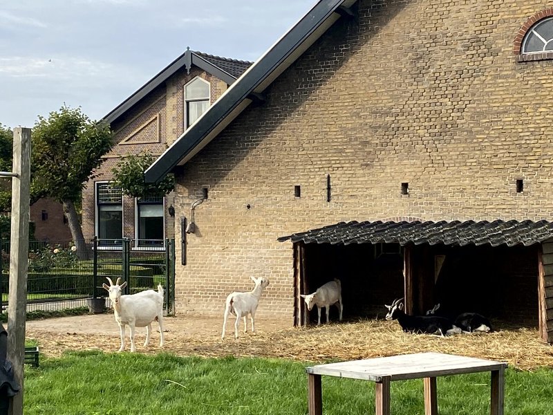 Ontdek de Sensatie van Chicken Road Casino Spel in Nederland